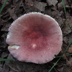 Russula species